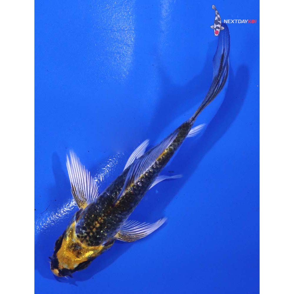 3.5” Imported Kujaku Butterfly Koi