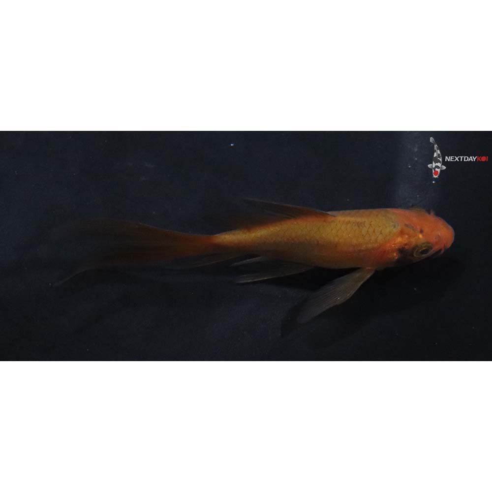 3.5” Imported Chagoi Butterfly Koi