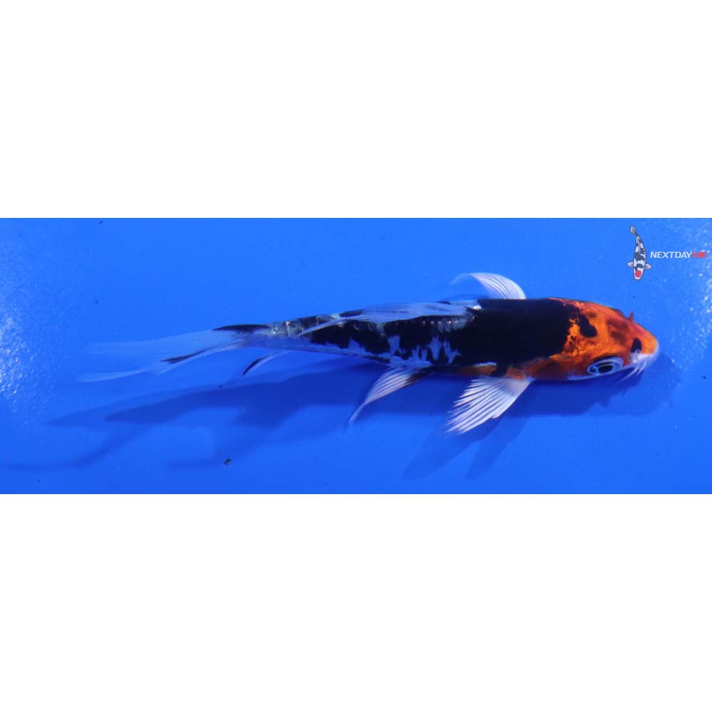 4” Imported Heisei Nishiki Butterfly Koi