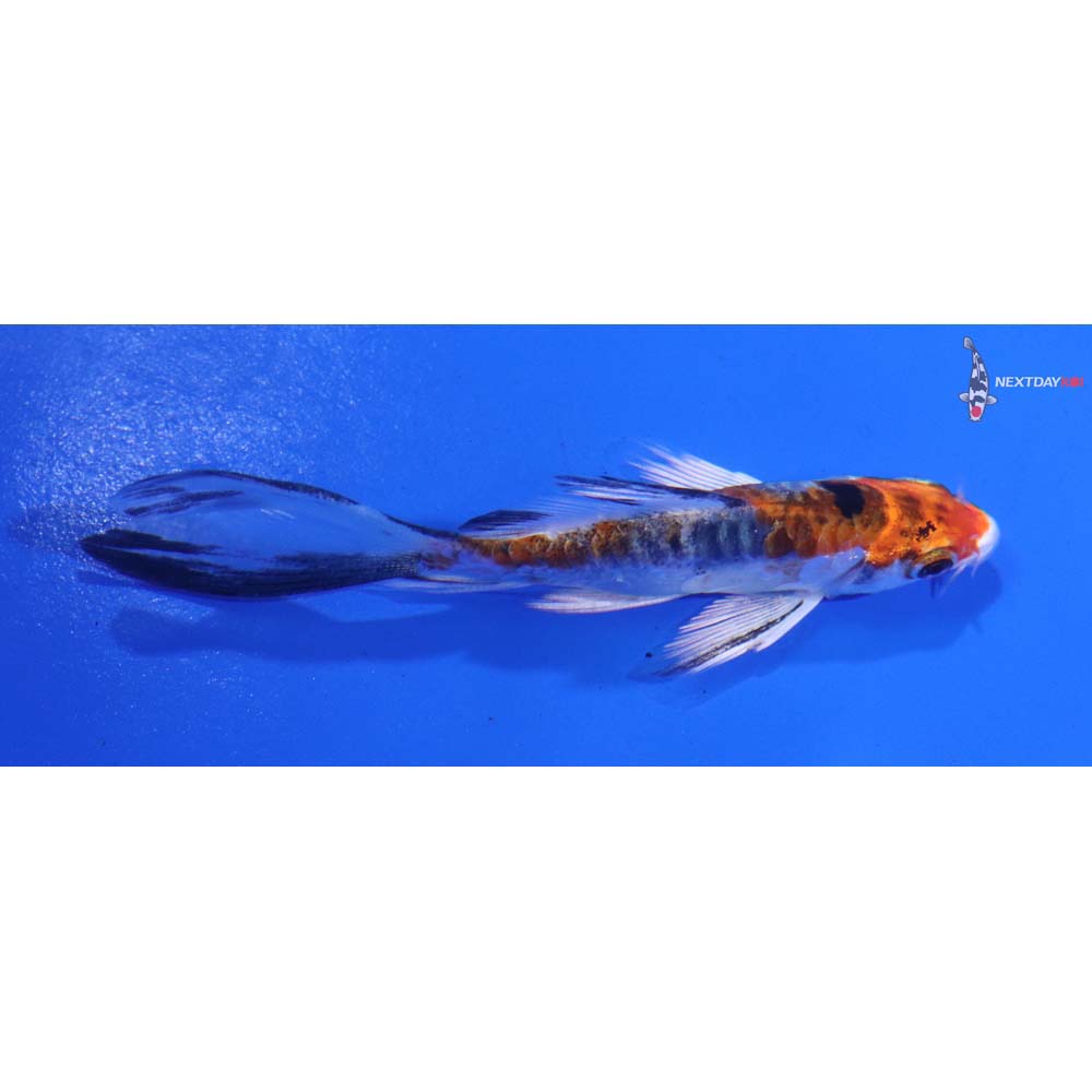 4” Imported Armor Scaled Yamato Nishiki Butterfly Koi