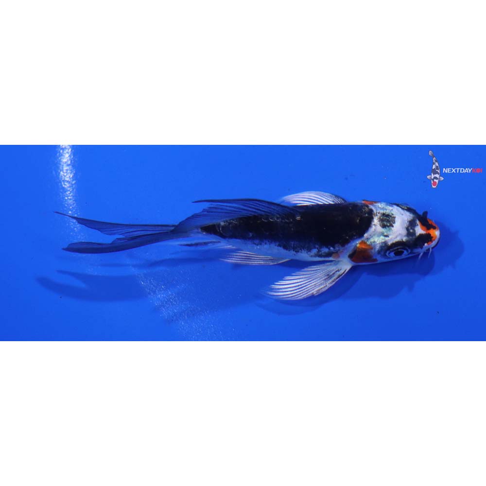 3” Imported Kin Kikokuryu Butterfly Koi