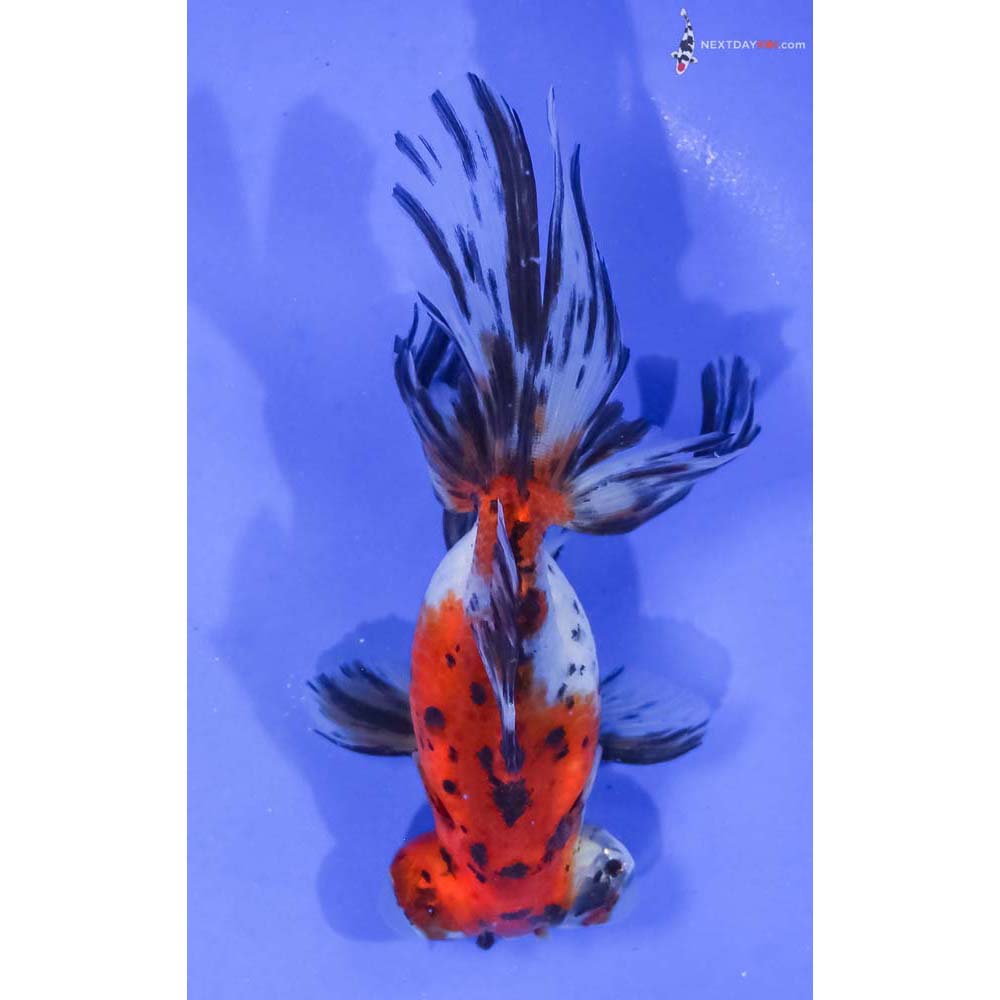 5” Imported Calico Telescope Fantail