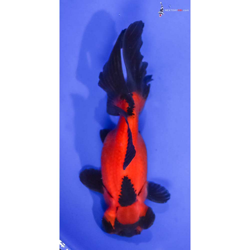 5” Imported Red and Black Telescope Fantail