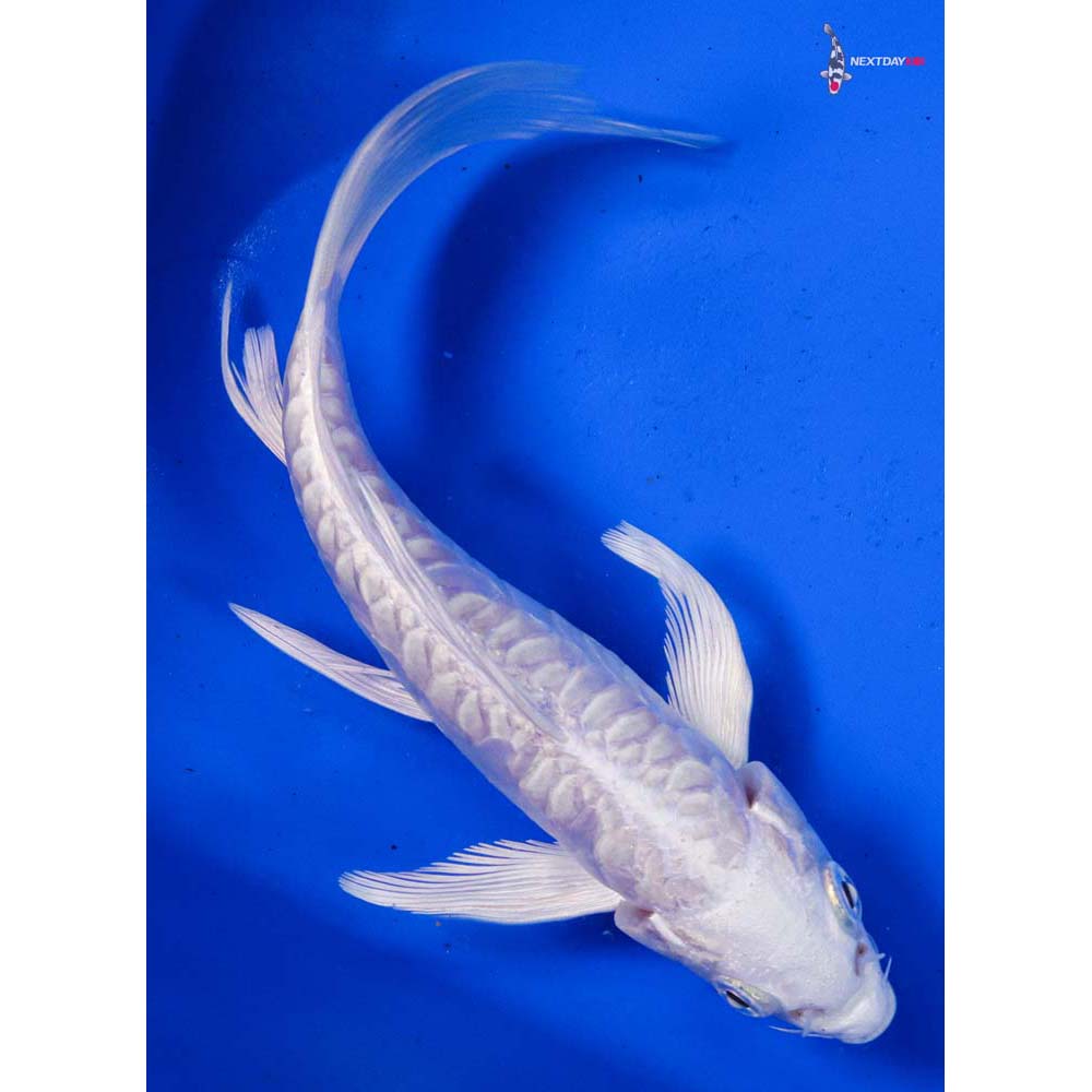 6.5” Imported Doitsu Platinum Ogon Butterfly Koi