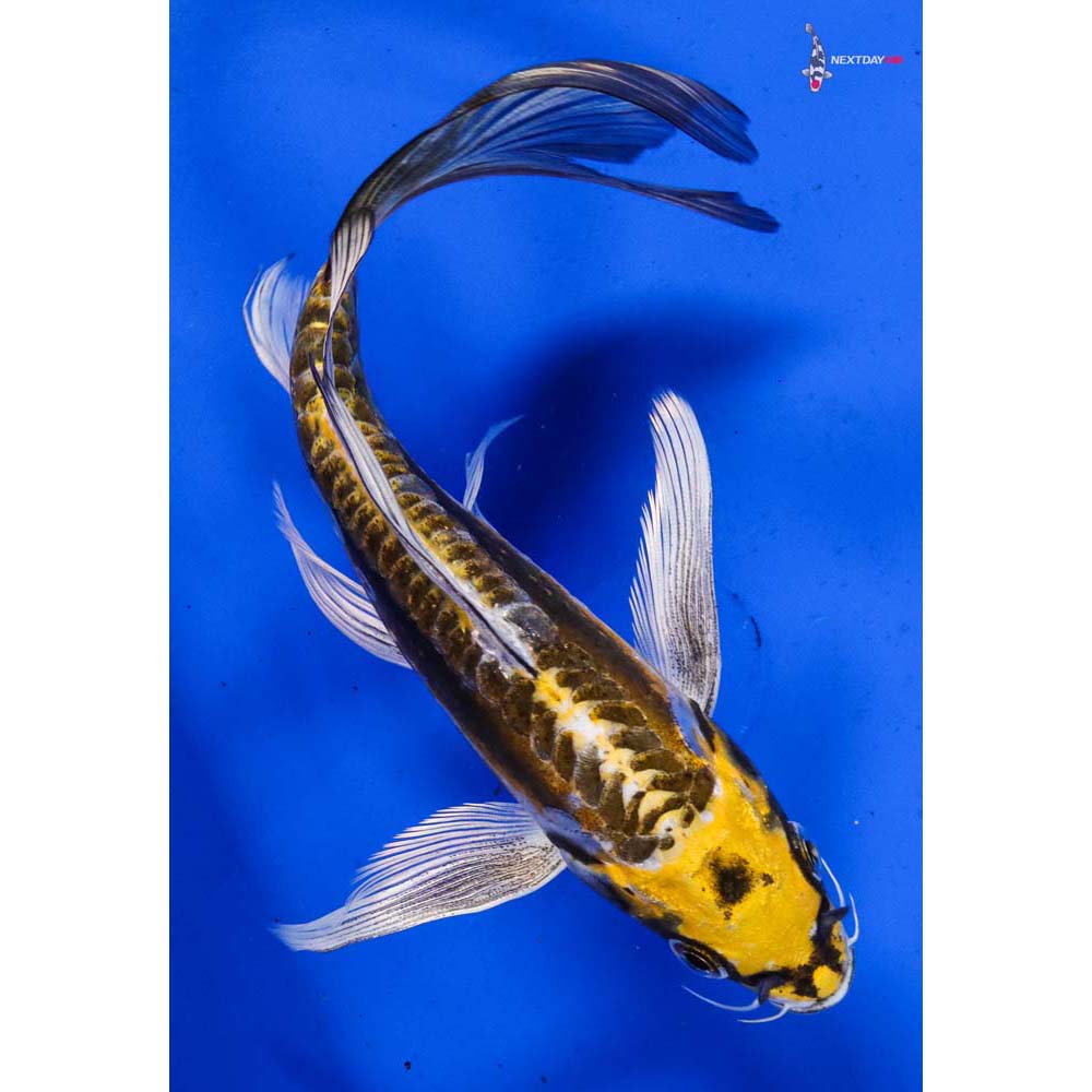 6.5” Imported Kin Kikokuryu Butterfly Koi