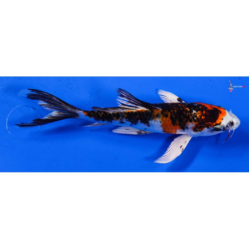 6” Imported Yamato Nishiki Butterfly Koi