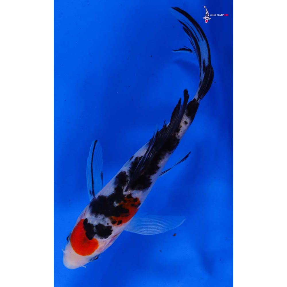 6” Imported Sanke Butterfly Koi