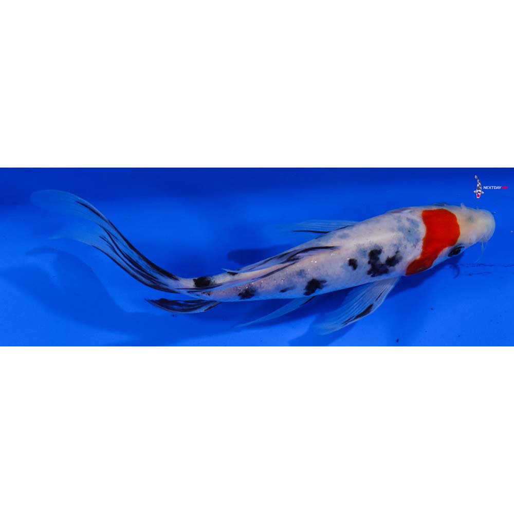 6” Imported Sanke Butterfly Koi