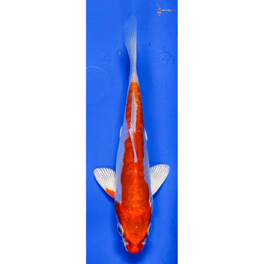 5.5” Imported Kikusui