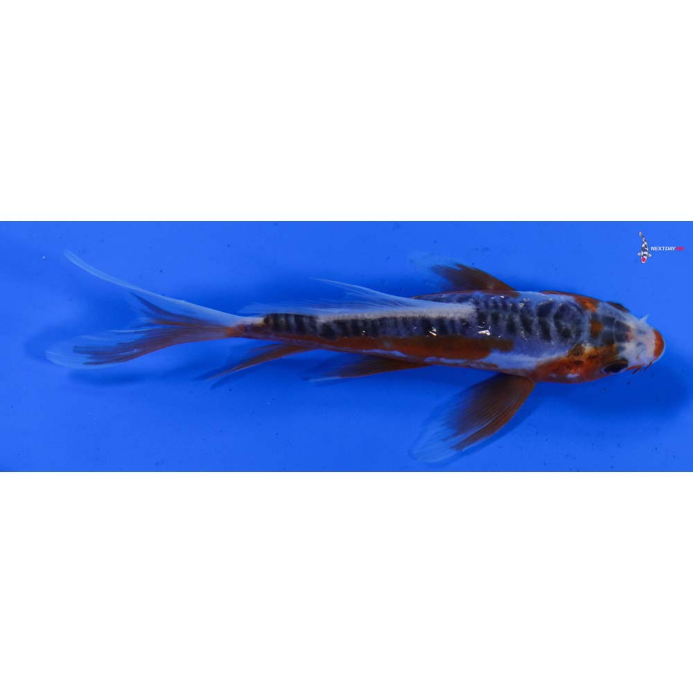 5” Imported Shusui Butterfly Koi