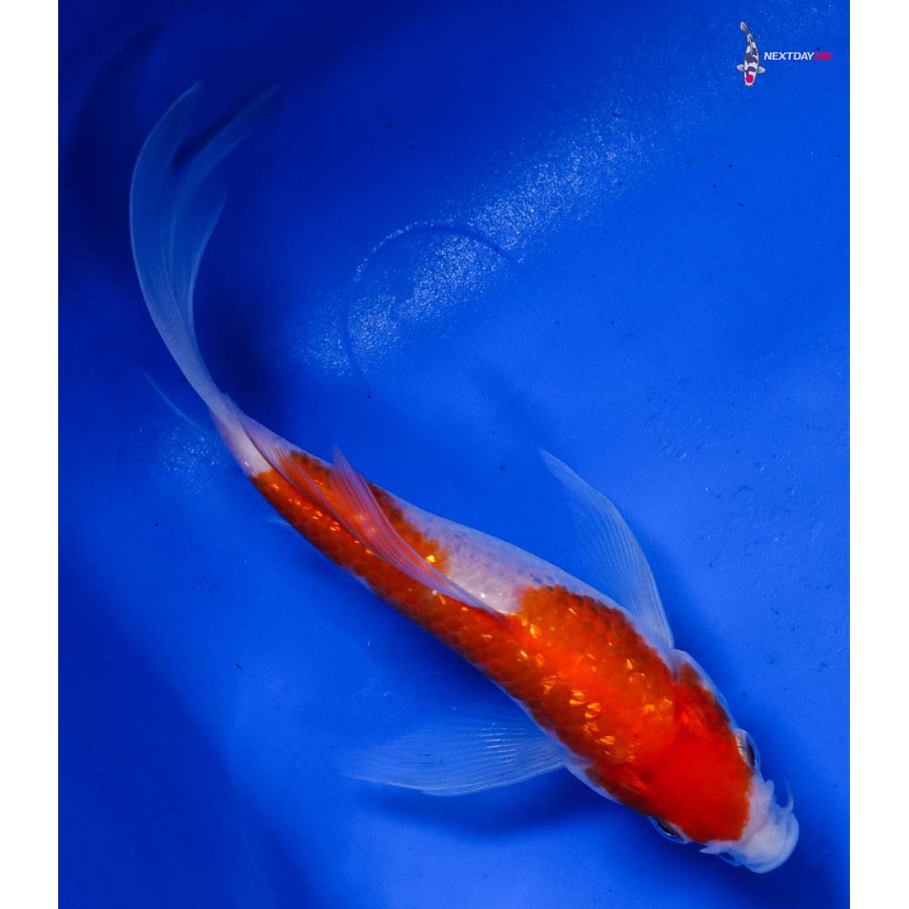 5” Imported Gin Rin Kohaku Butterfly Koi