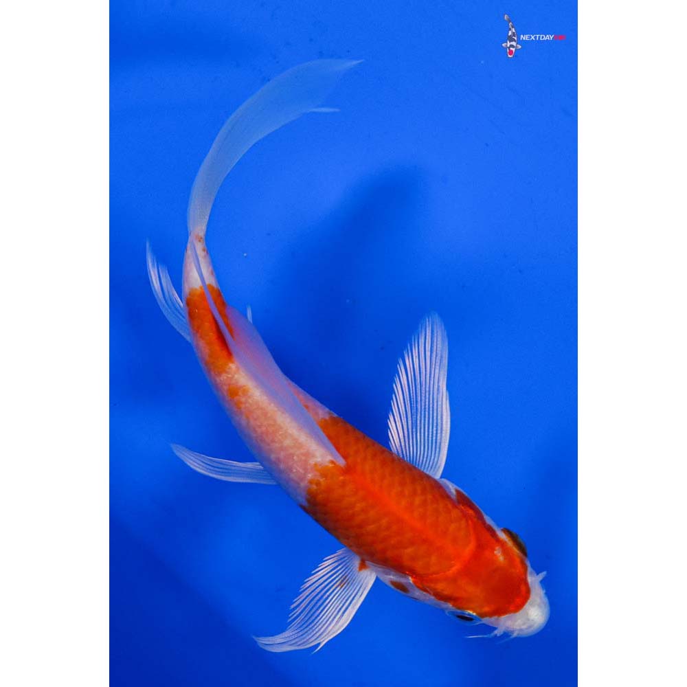 5.5” Imported Hariwake Butterfly Koi