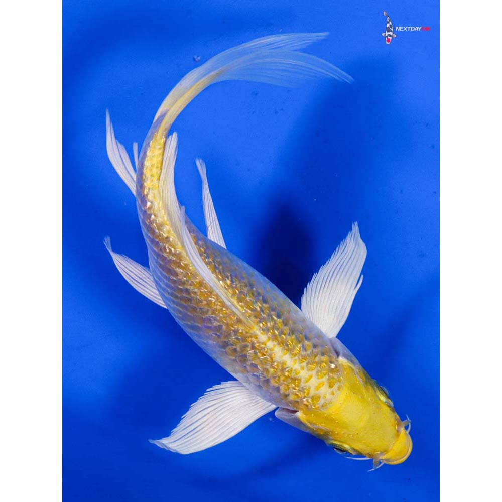 5.5” Imported Gin Rin Lemon Hariwake Butterfly Koi