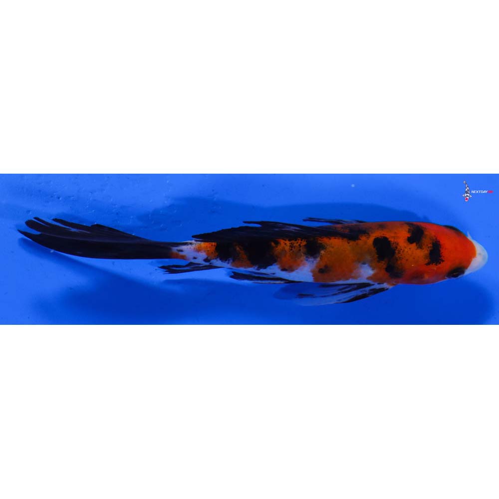 5.5” Imported Sanke Butterfly Koi