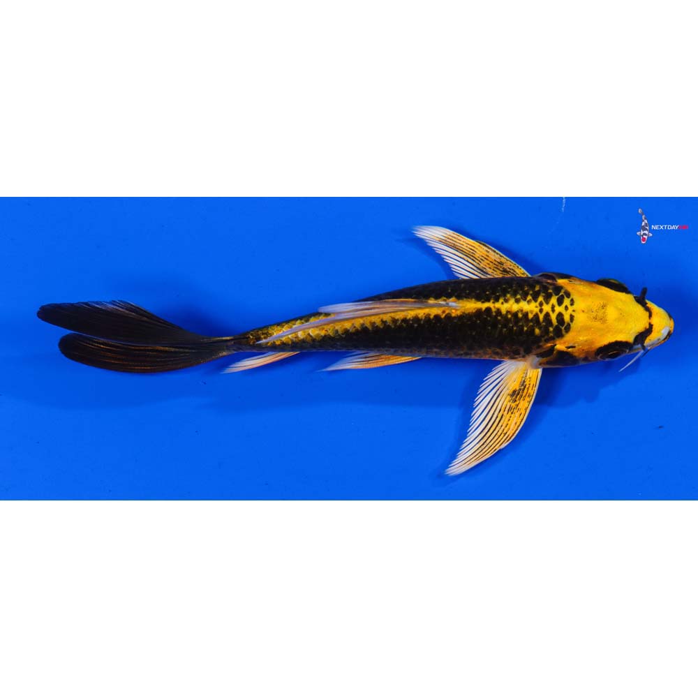 5.5” Imported Orenji Matsuba Butterfly Koi