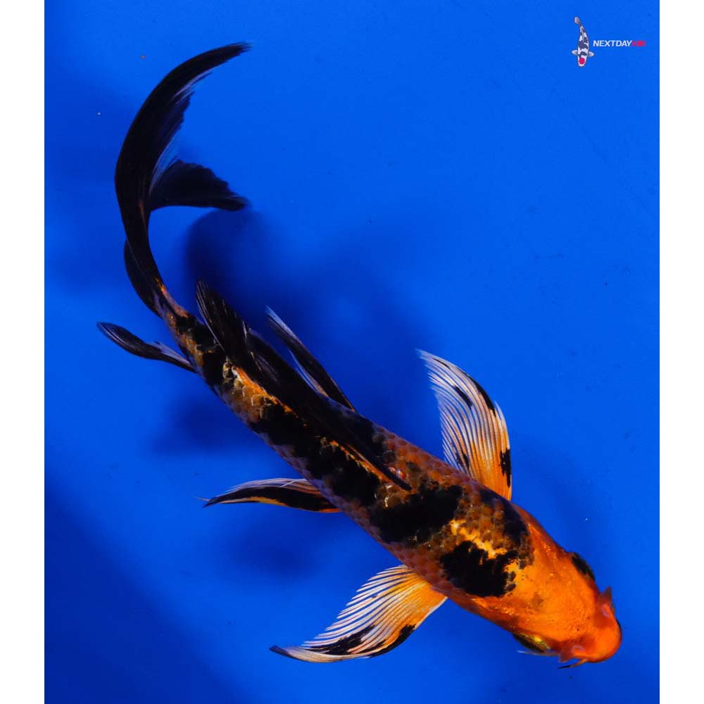 5.5” Imported Kin Aka Bekko Butterfly Koi