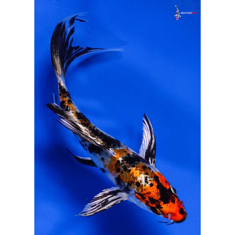 6” Imported Yamato Nishiki Butterfly Koi
