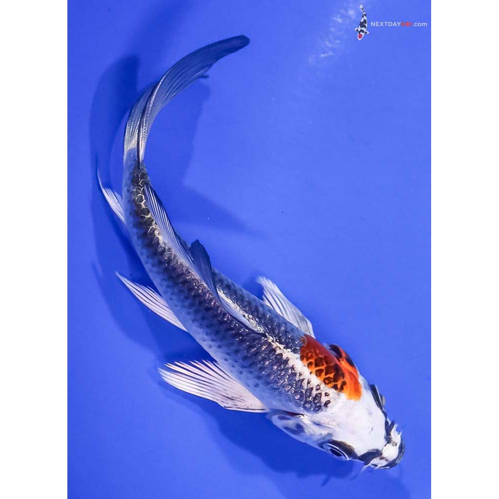 4.5” Imported Kujaku Butterfly Koi
