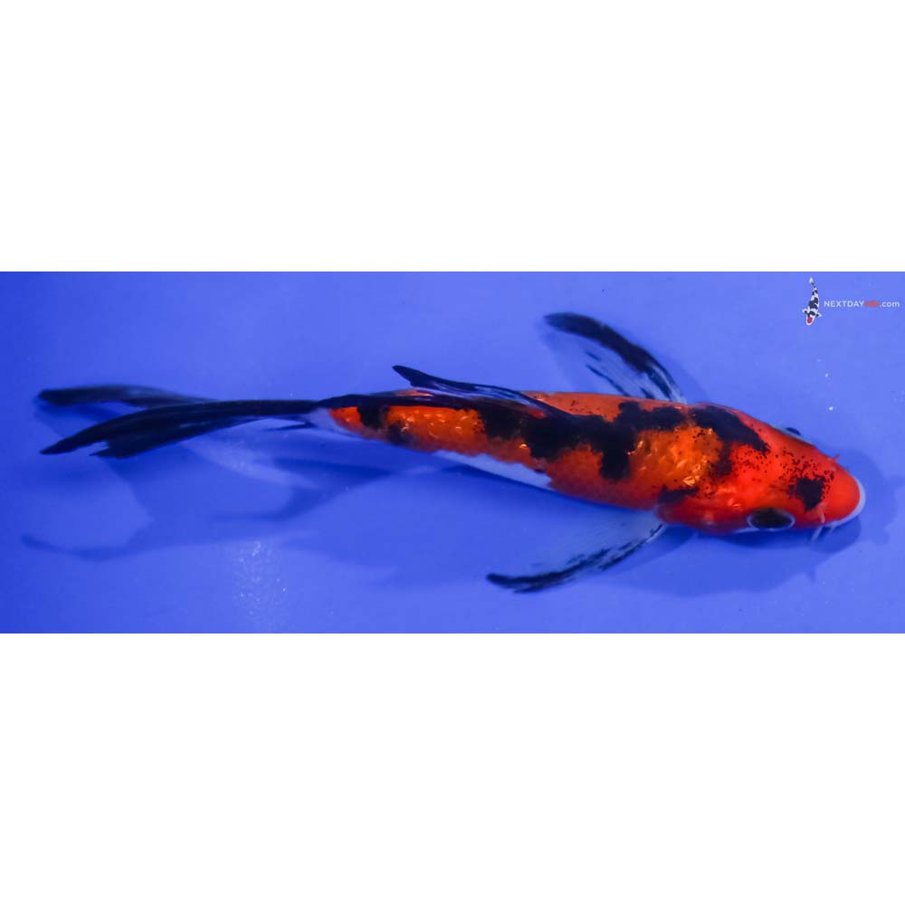 4.5” Imported Gin Rin Aka Sanke Butterfly Koi
