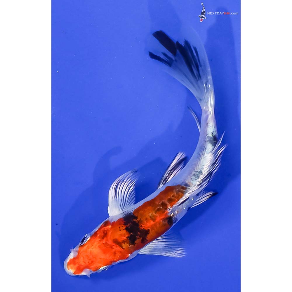 5” Imported Heisei Nishiki Butterfly Koi