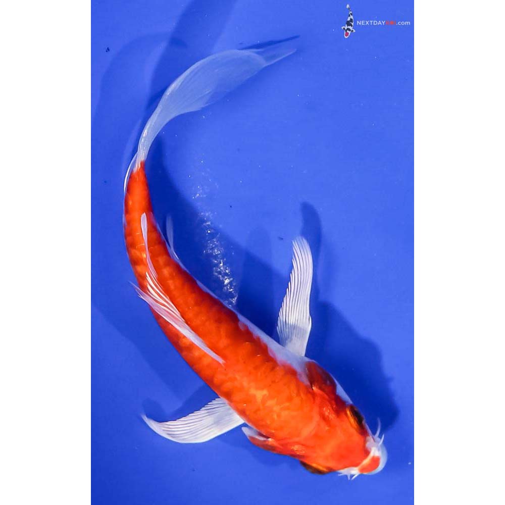 5” Imported Armor Scaled Hariwake Butterfly Koi