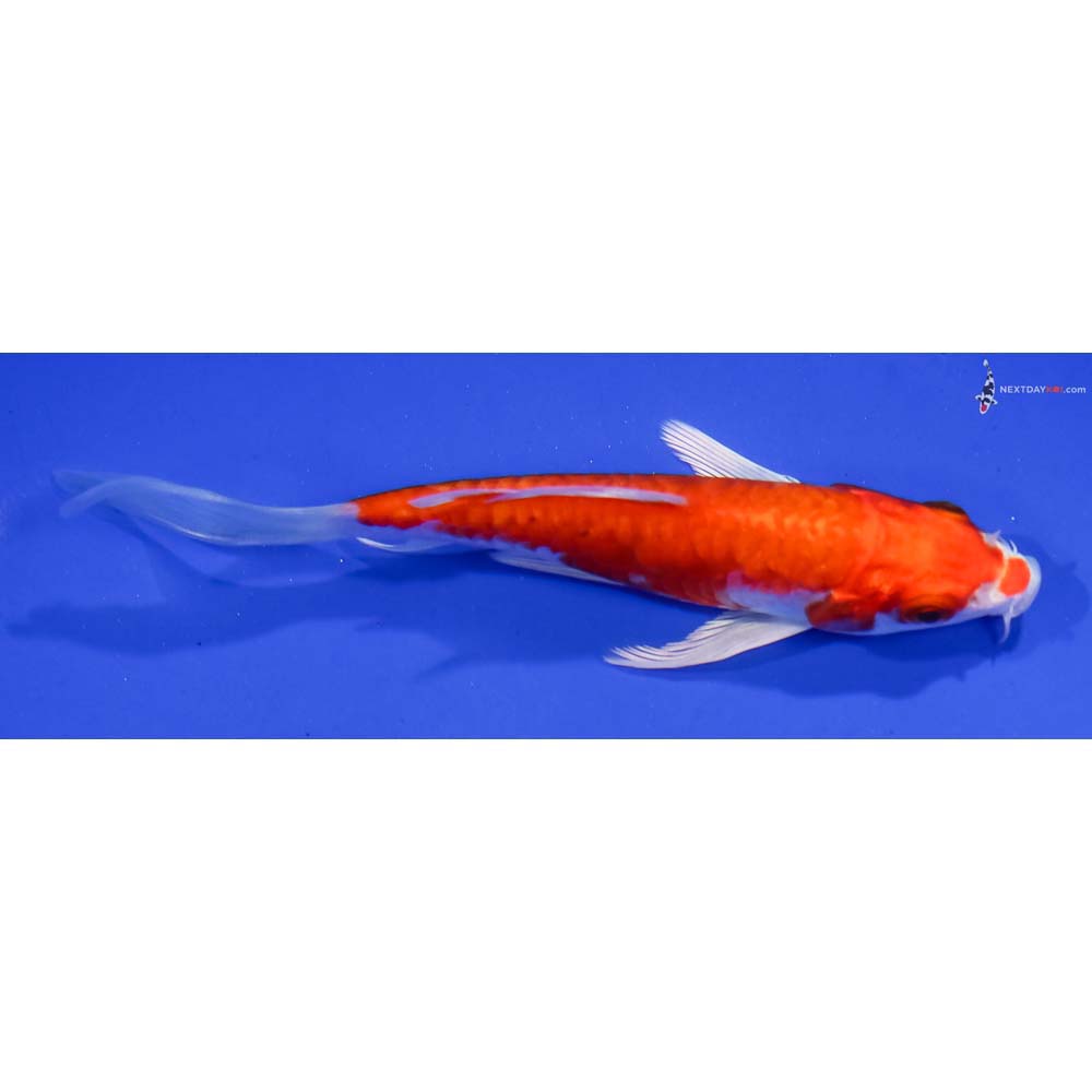 5” Imported Armor Scaled Hariwake Butterfly Koi