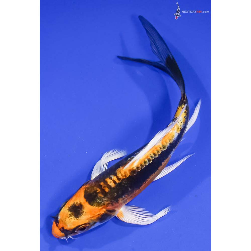 5” Imported Kin Kikokuryu Butterfly Koi