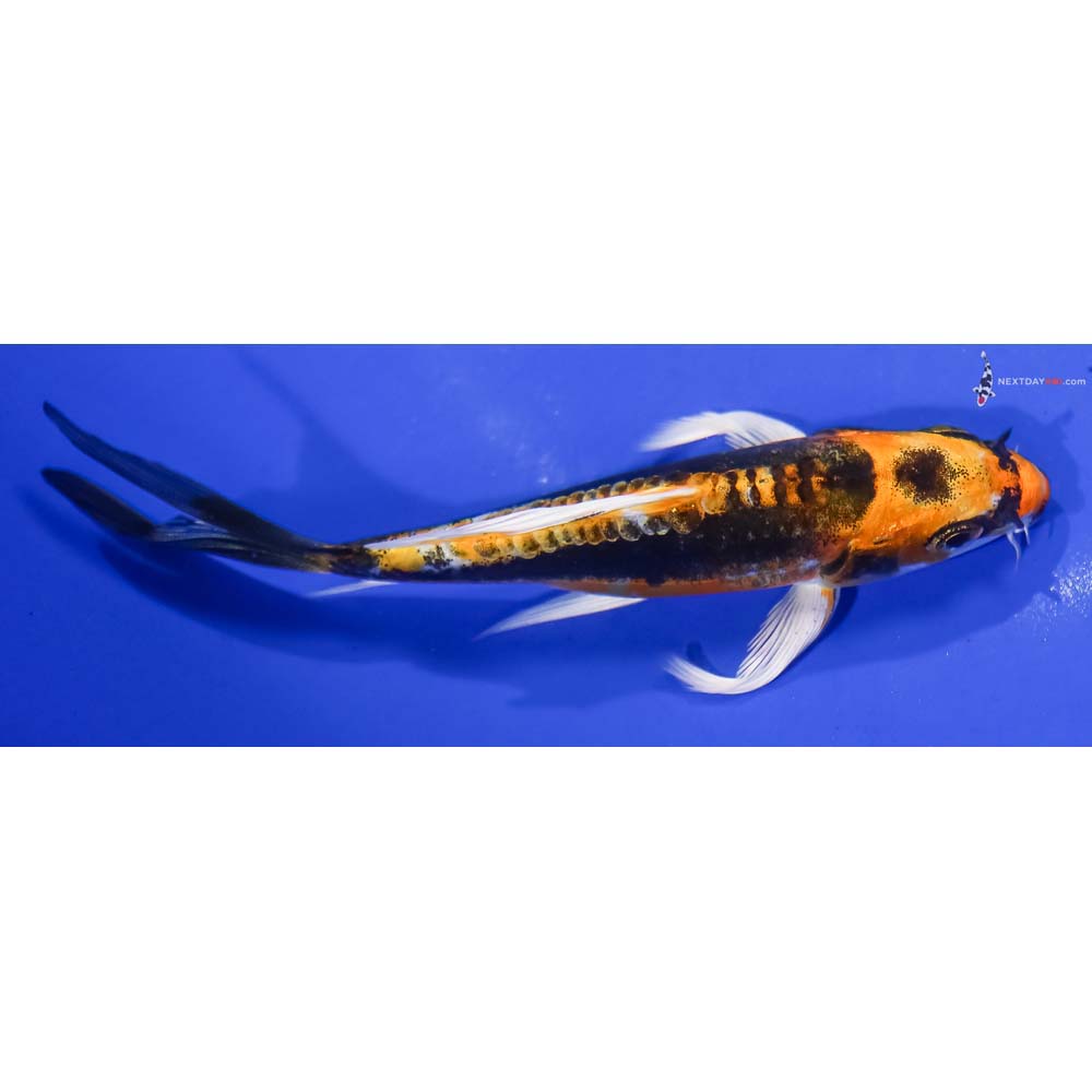 5” Imported Kin Kikokuryu Butterfly Koi