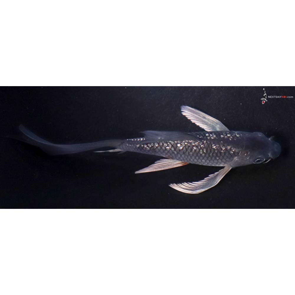 5” Imported Gin Rin Soragoi Butterfly Koi