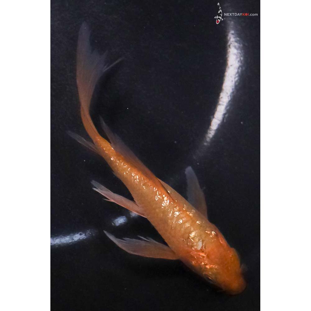 5” Imported Gin Rin Chagoi Butterfly Koi