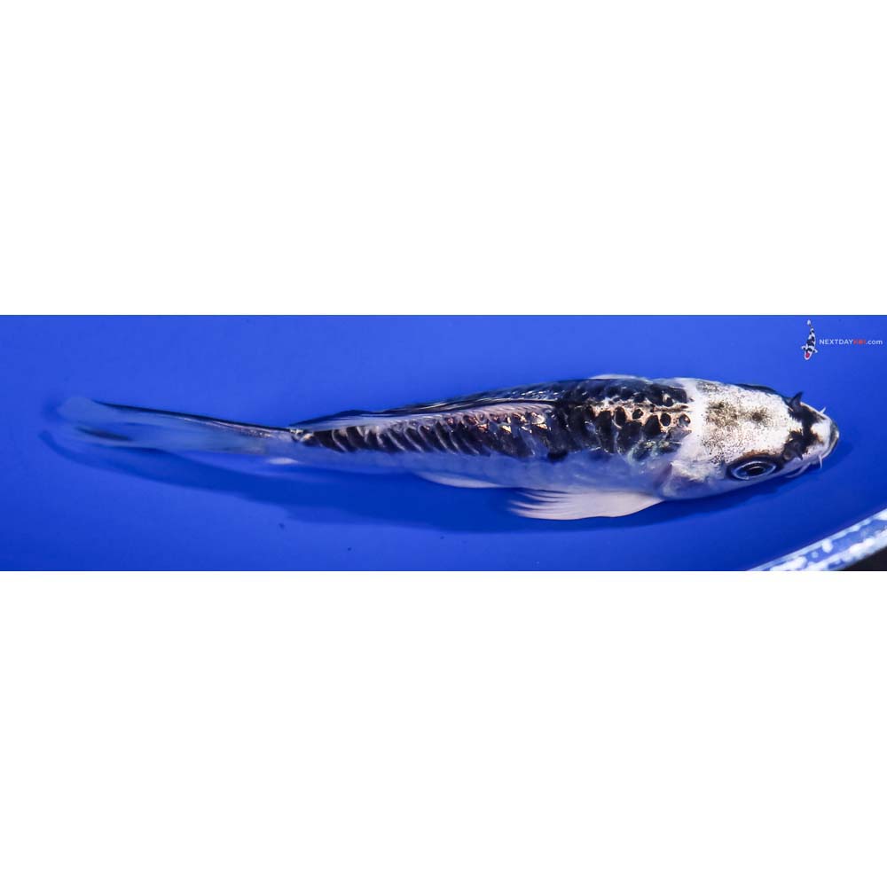 4.5” Imported Kikokuryu Butterfly Koi