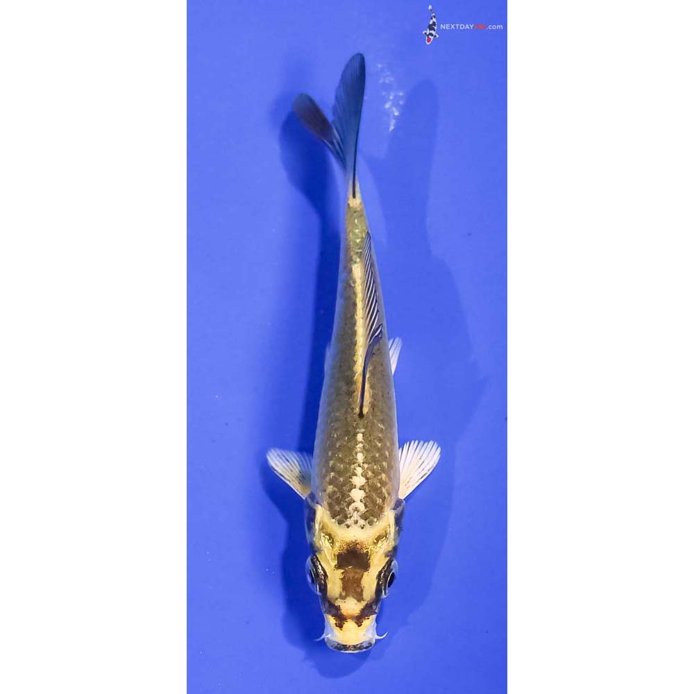 3.5” Imported Kujaku