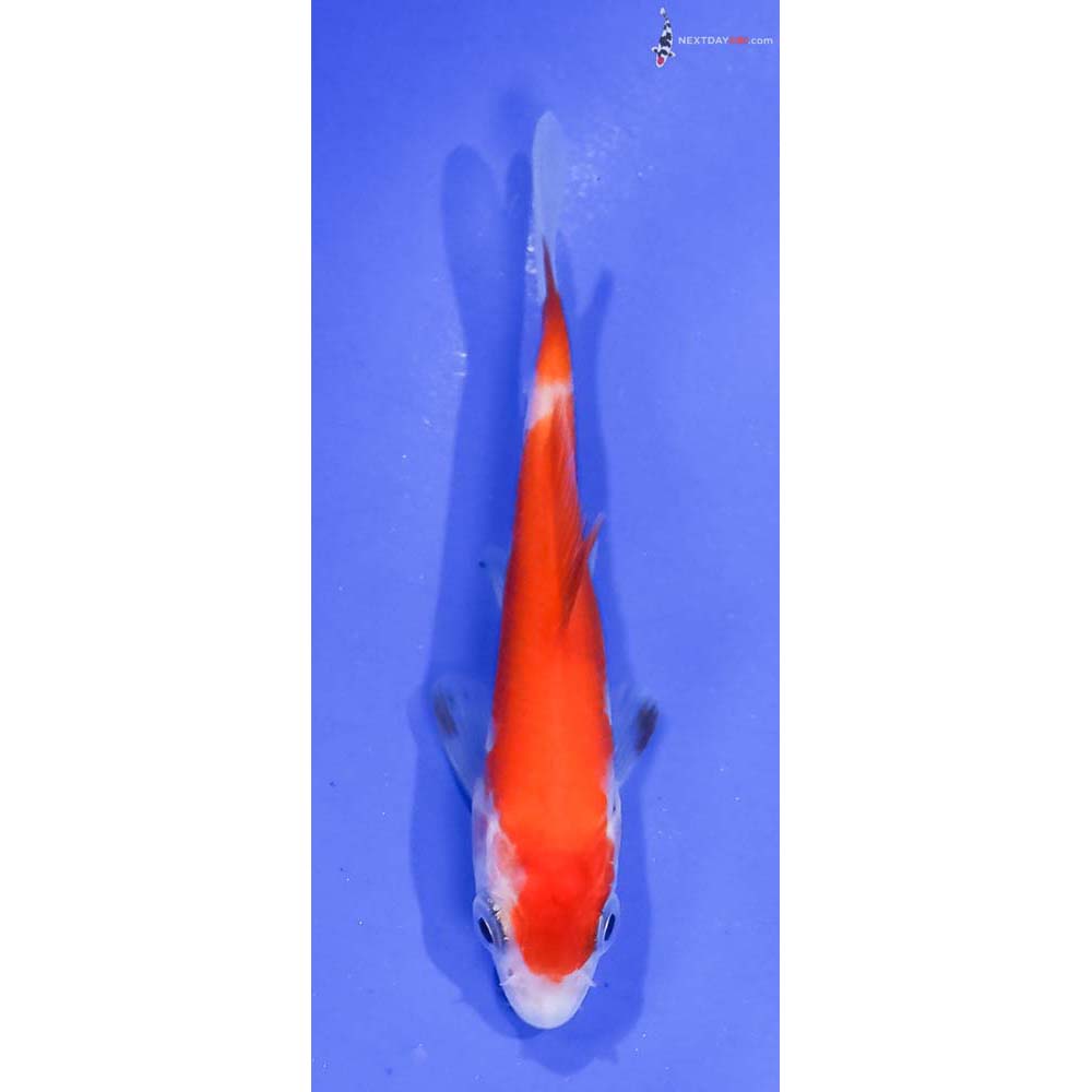 3.5” Imported Kohaku