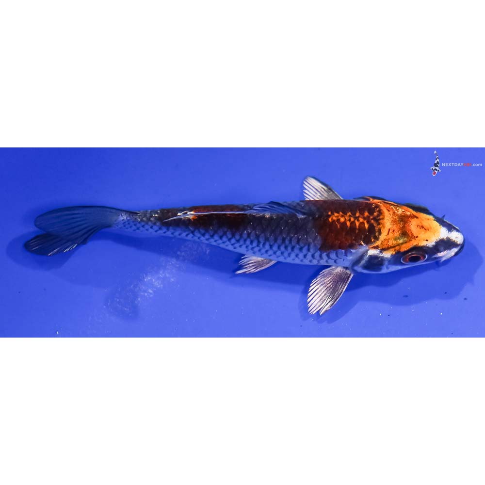 4” Imported Kujaku