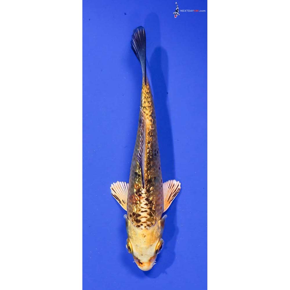 4” Imported Gin Rin Kin Ki Bekko