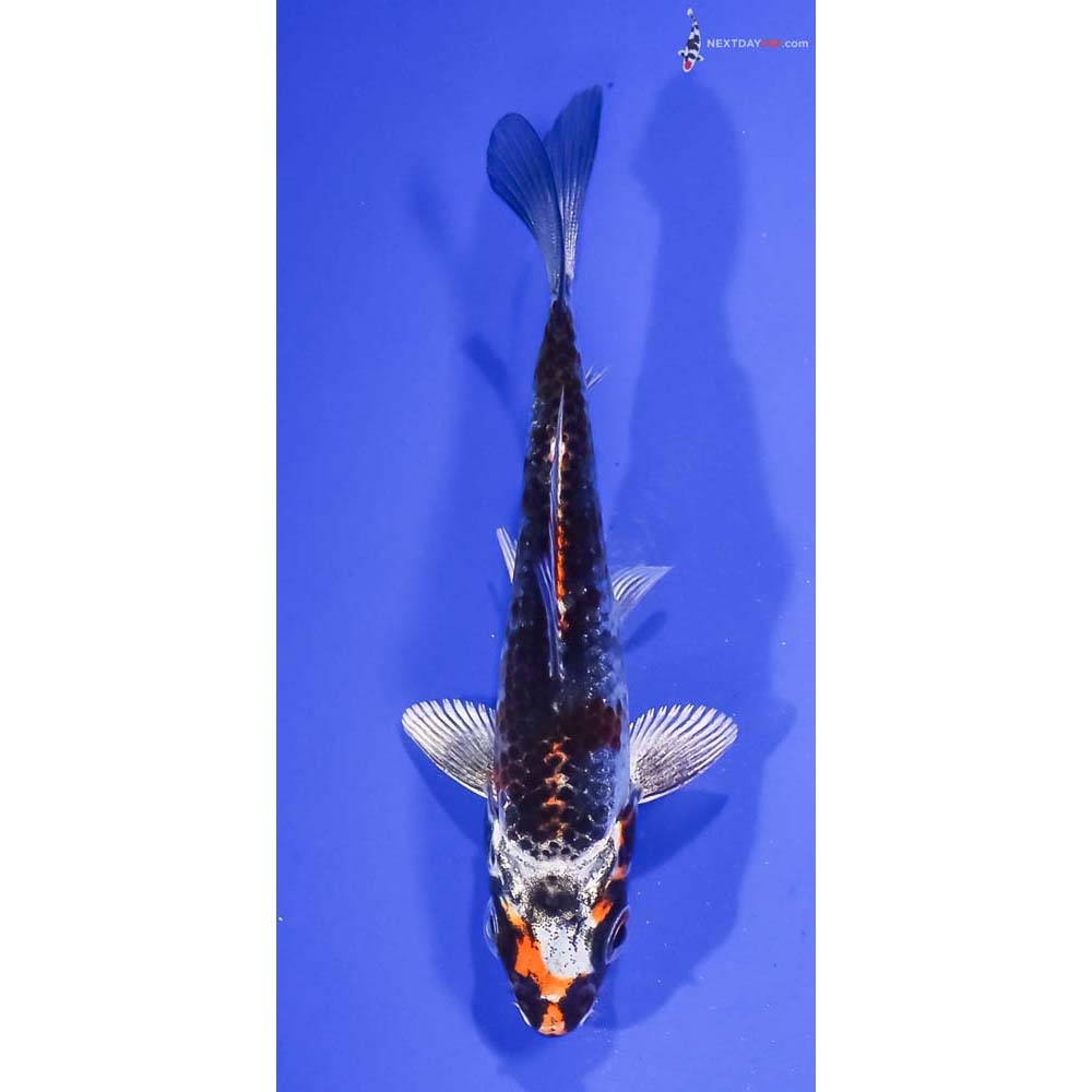 4” Imported Kujaku