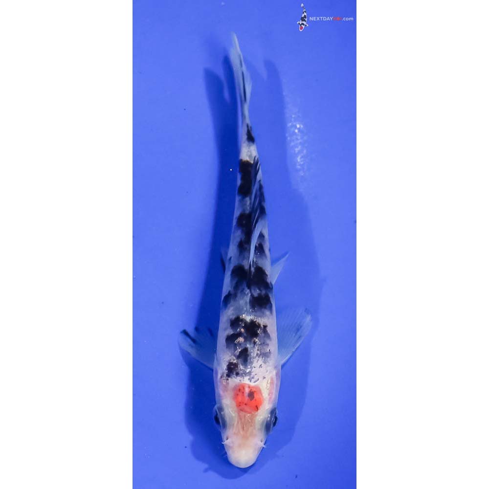 4.5” Imported Shiro Bekko