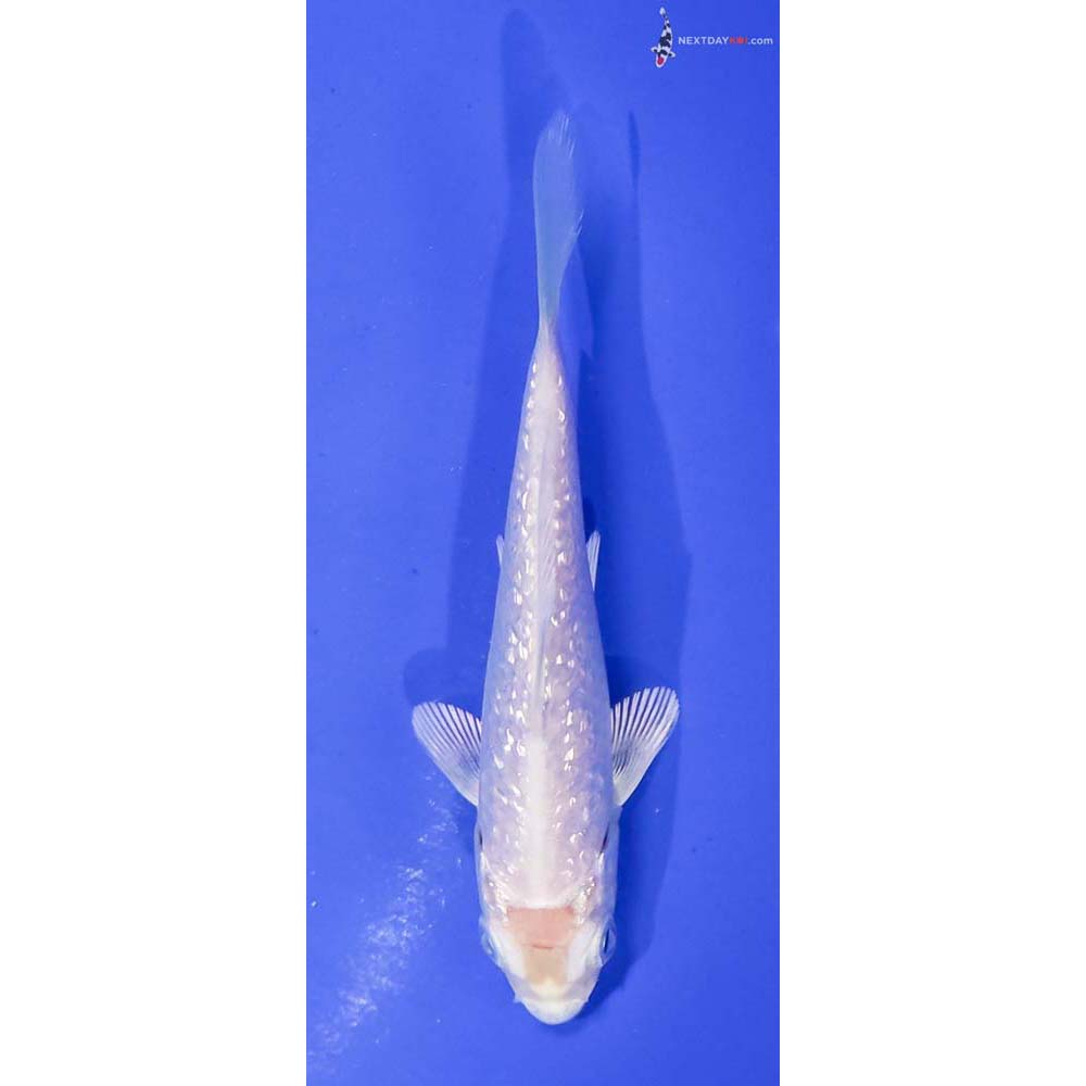 3.5” Imported Gin Rin Platinum Ogon