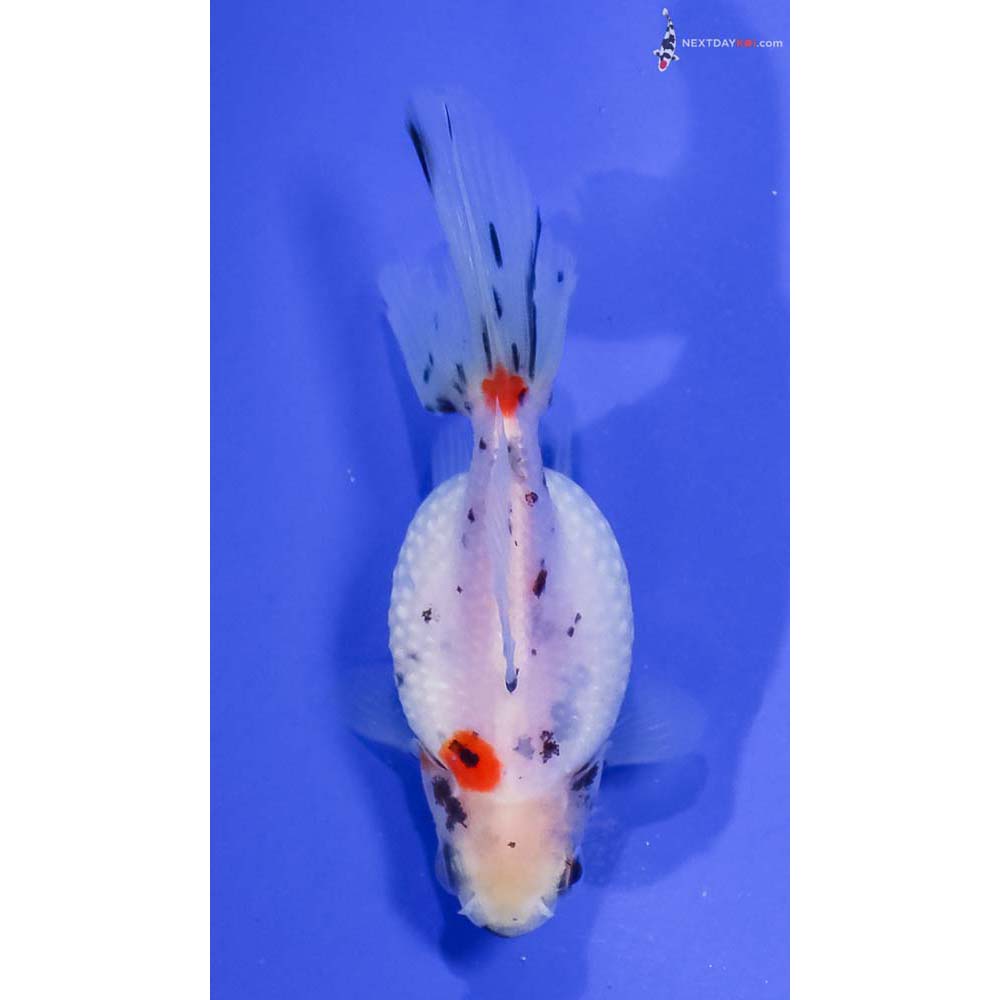 3.5” Imported Calico Pearlscale