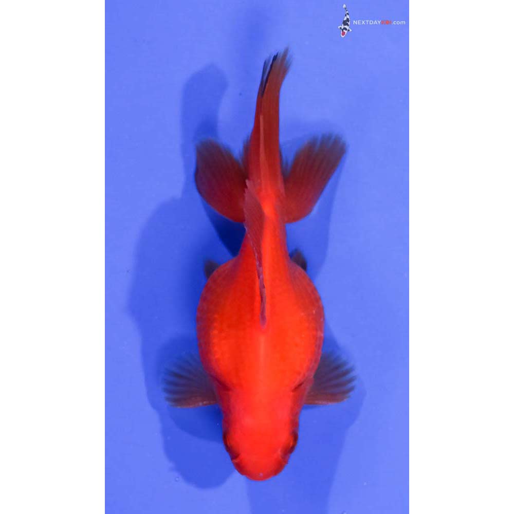 3.5” Imported Male Red Pearlscale