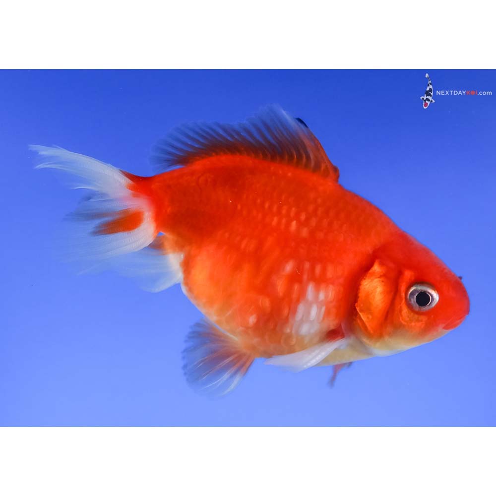 3” Imported Male Red and White Pearlscale