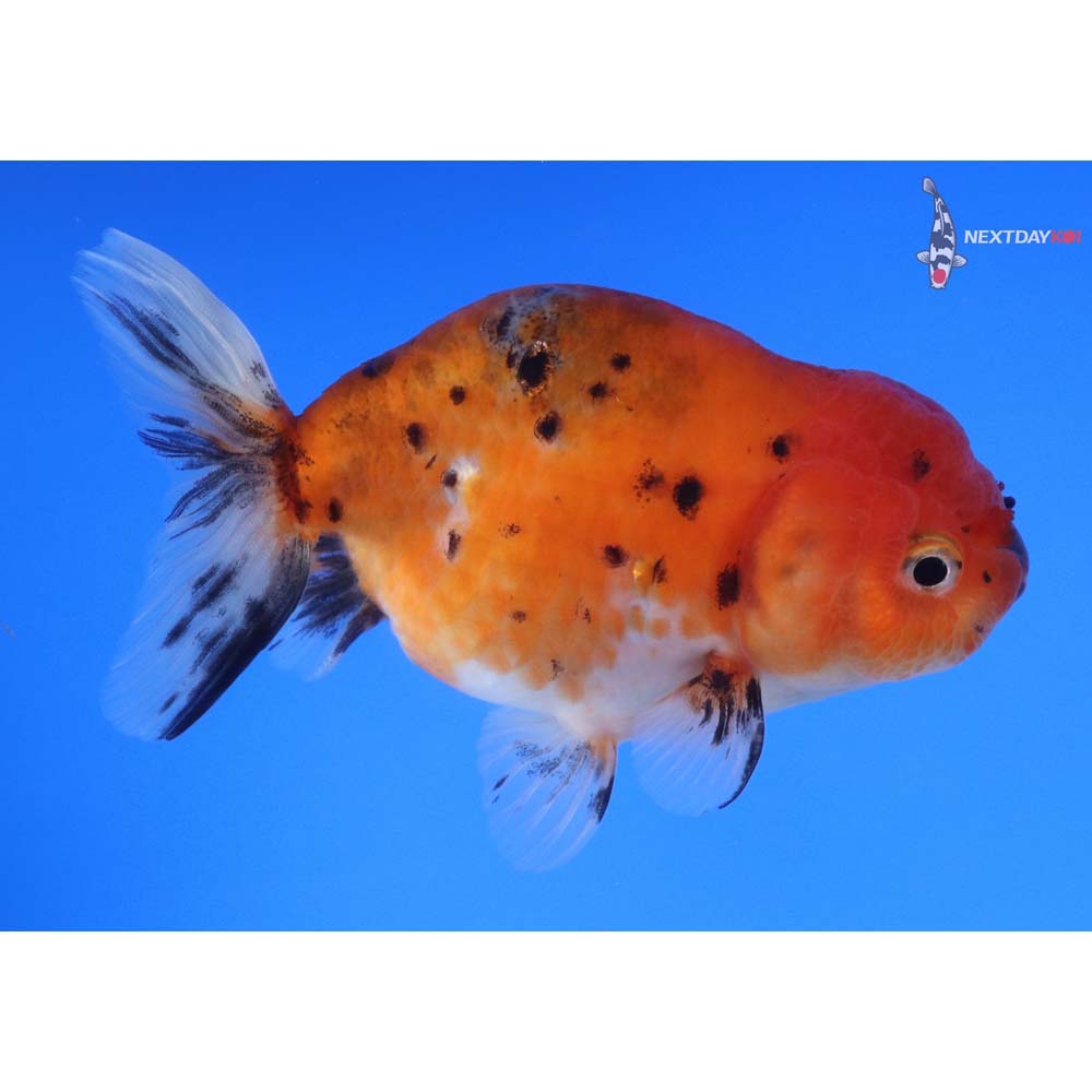 4” Imported Male Calico Ranchu