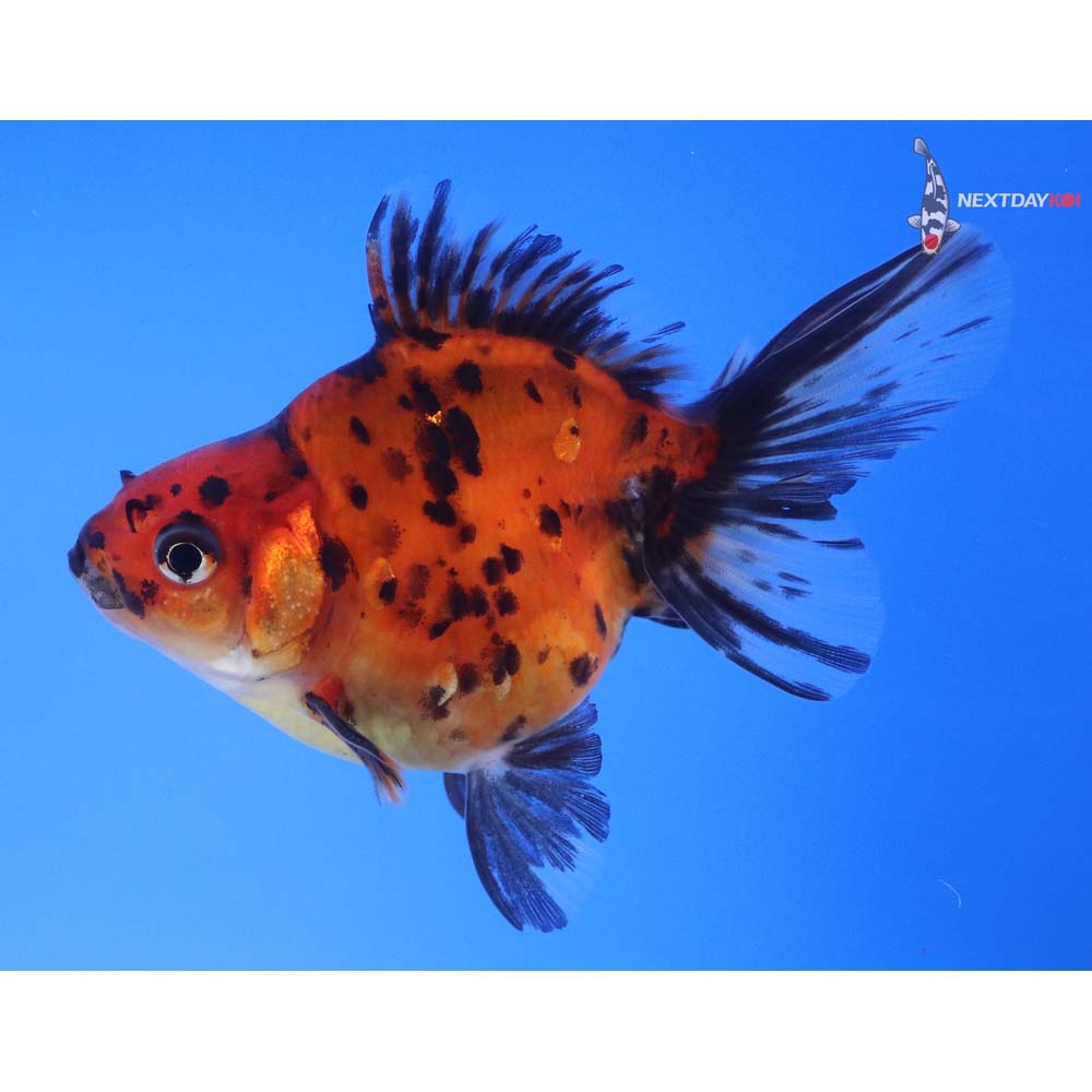 4” Imported Male Calico Ryukin