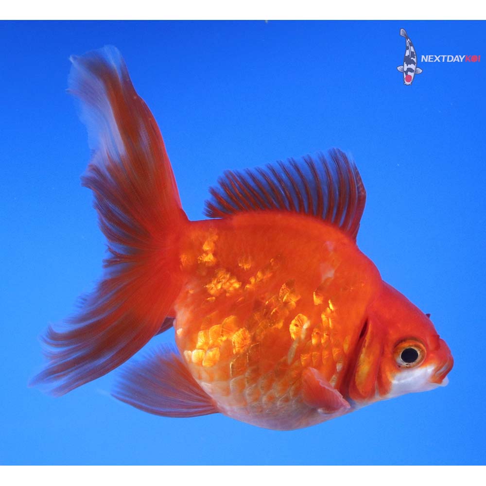 4.5” Imported Red and White Ryukin