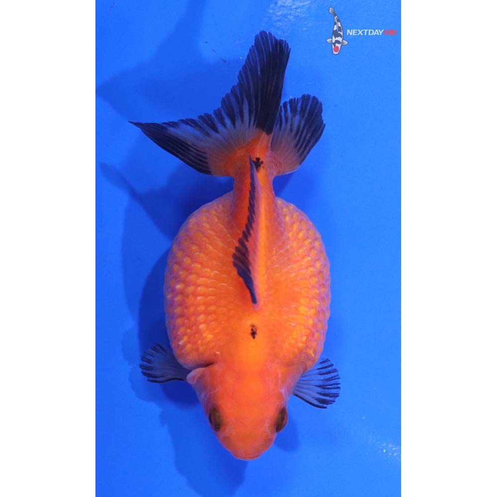 3.5” Imported Red and Black Pearlscale