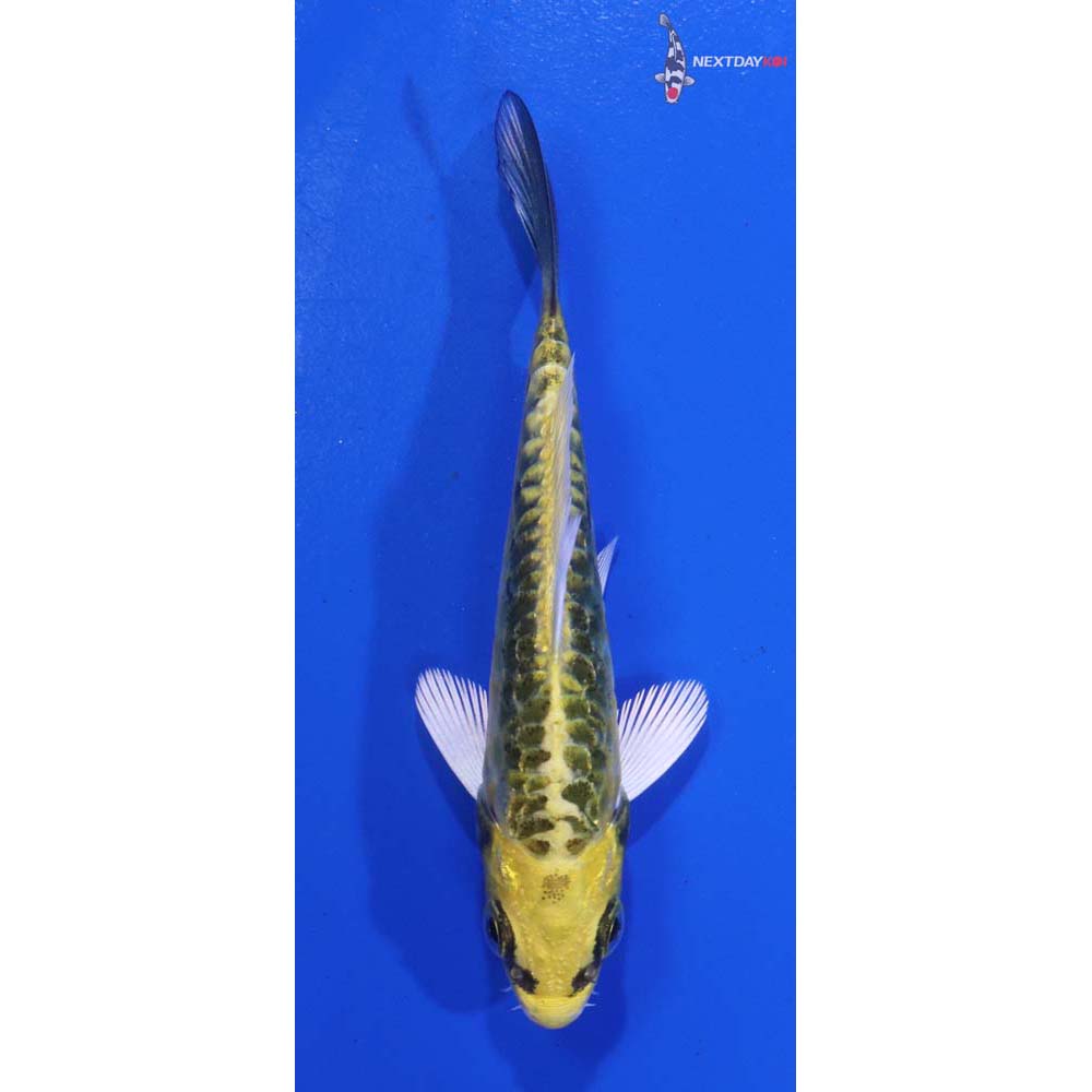 3” Imported Armor Scaled Kujaku