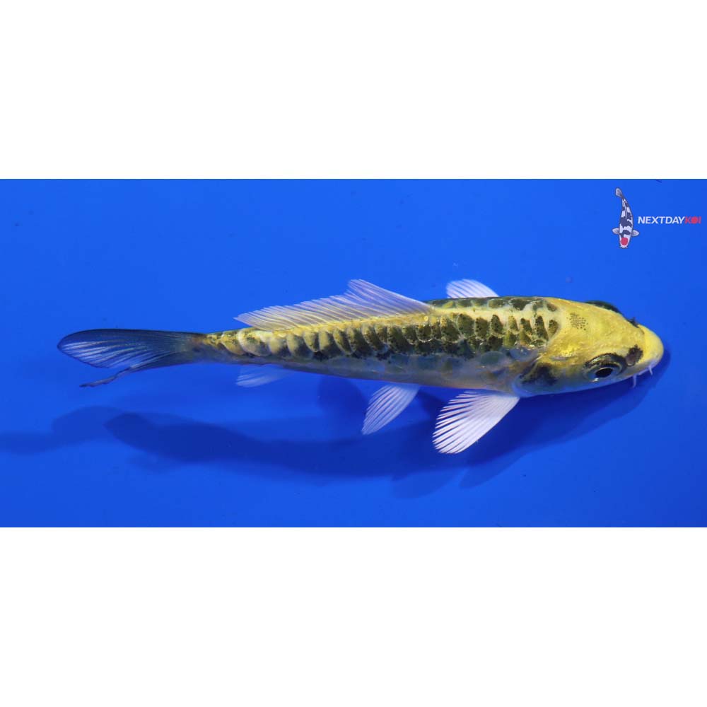 3” Imported Armor Scaled Kujaku