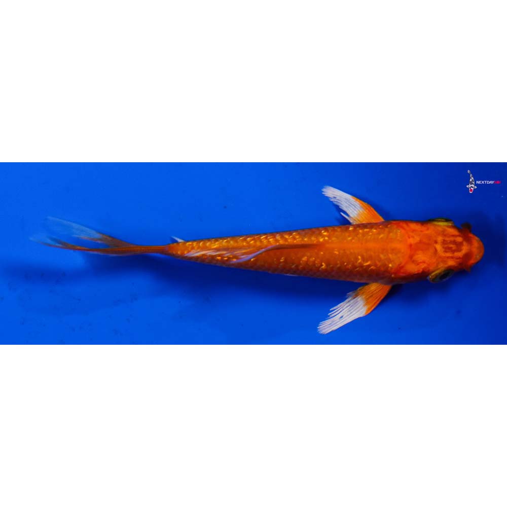 3.5” Imported Gin Rin Orenji Ogon Butterfly Koi