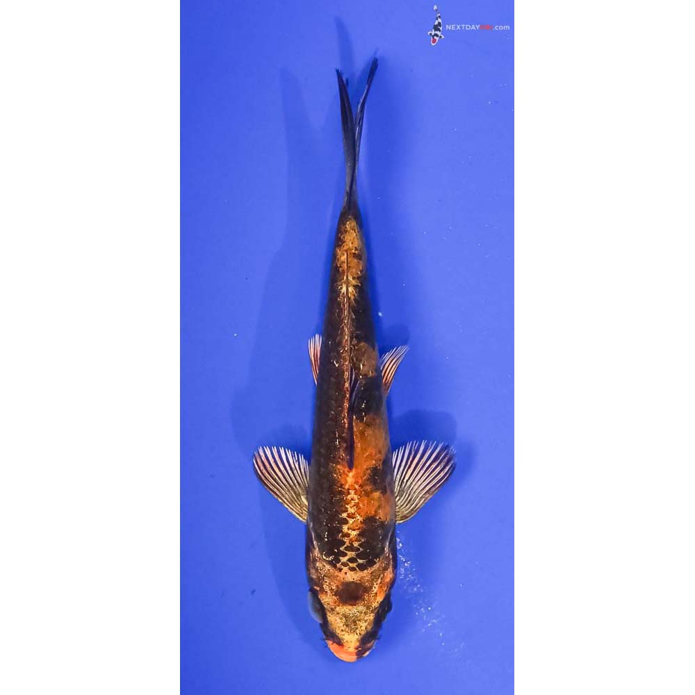 4” Imported Kin Hi Utsuri