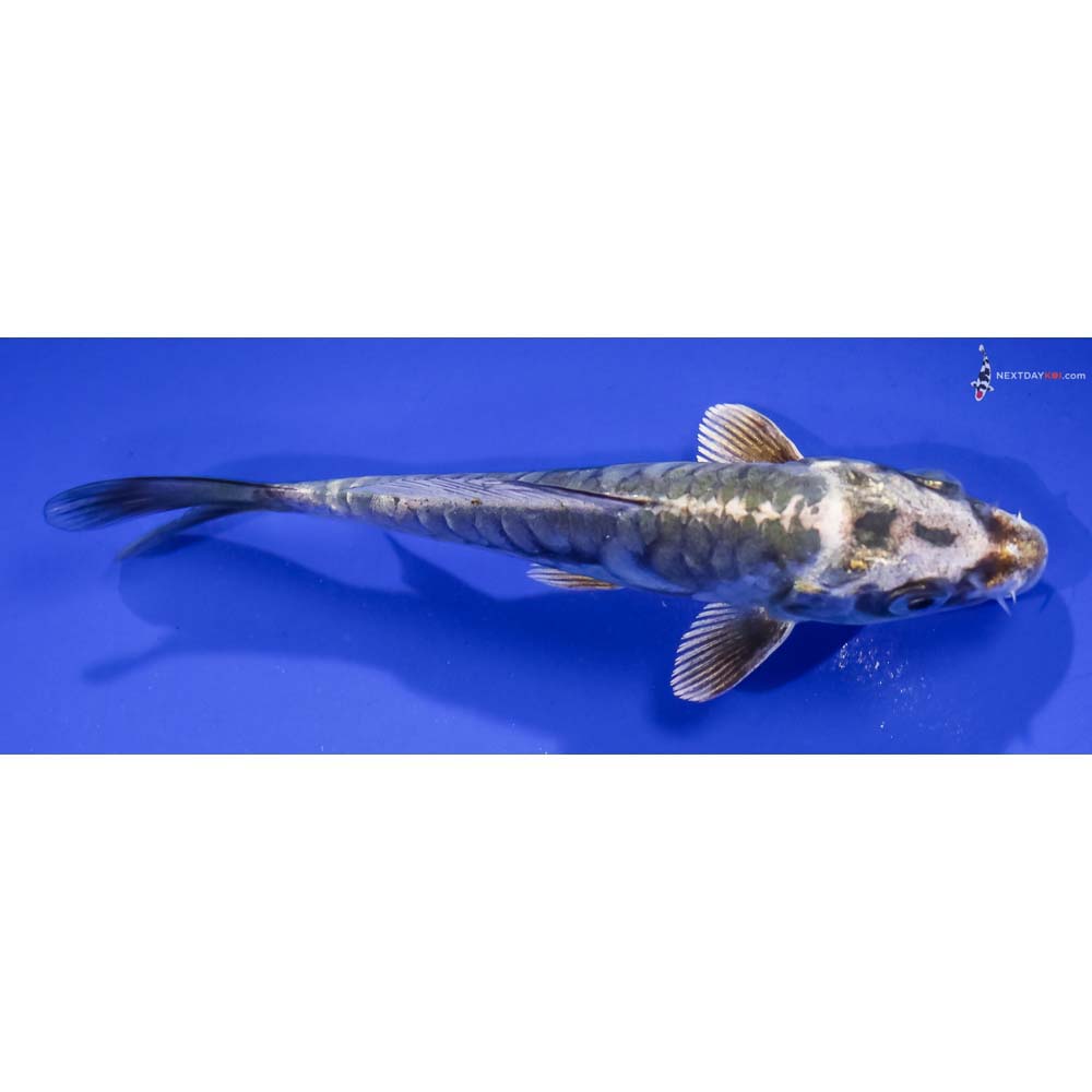 4.5” Imported Kin Kikokuryu